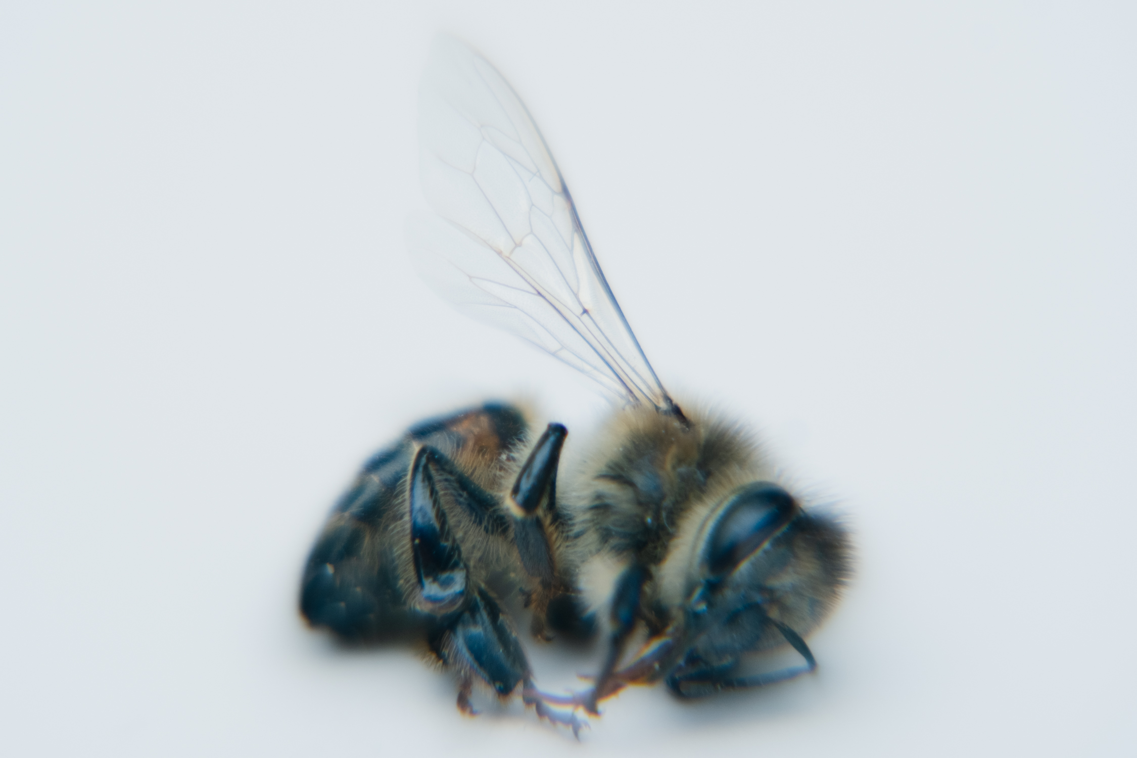 Comby-bugs-1