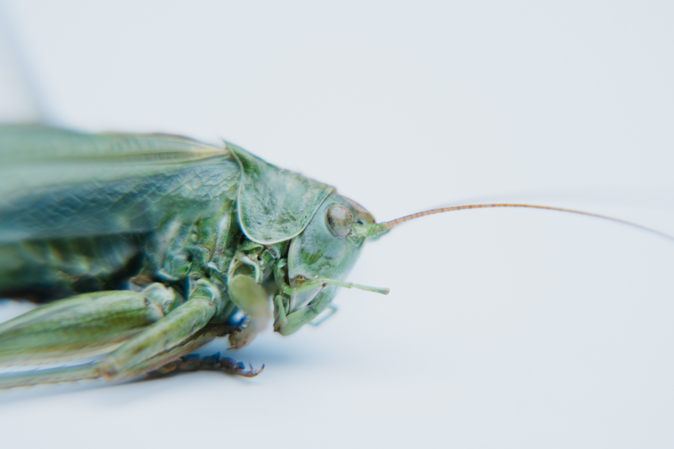 Comby-bugs-2