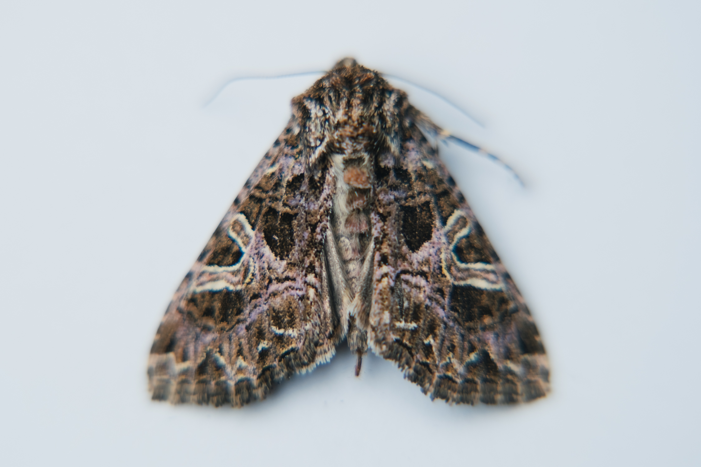 Comby-bugs-3