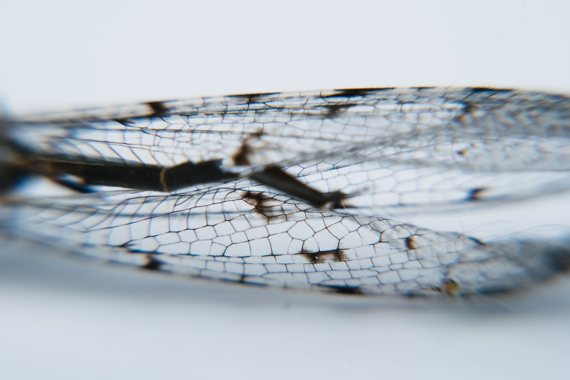 Comby-bugs-4