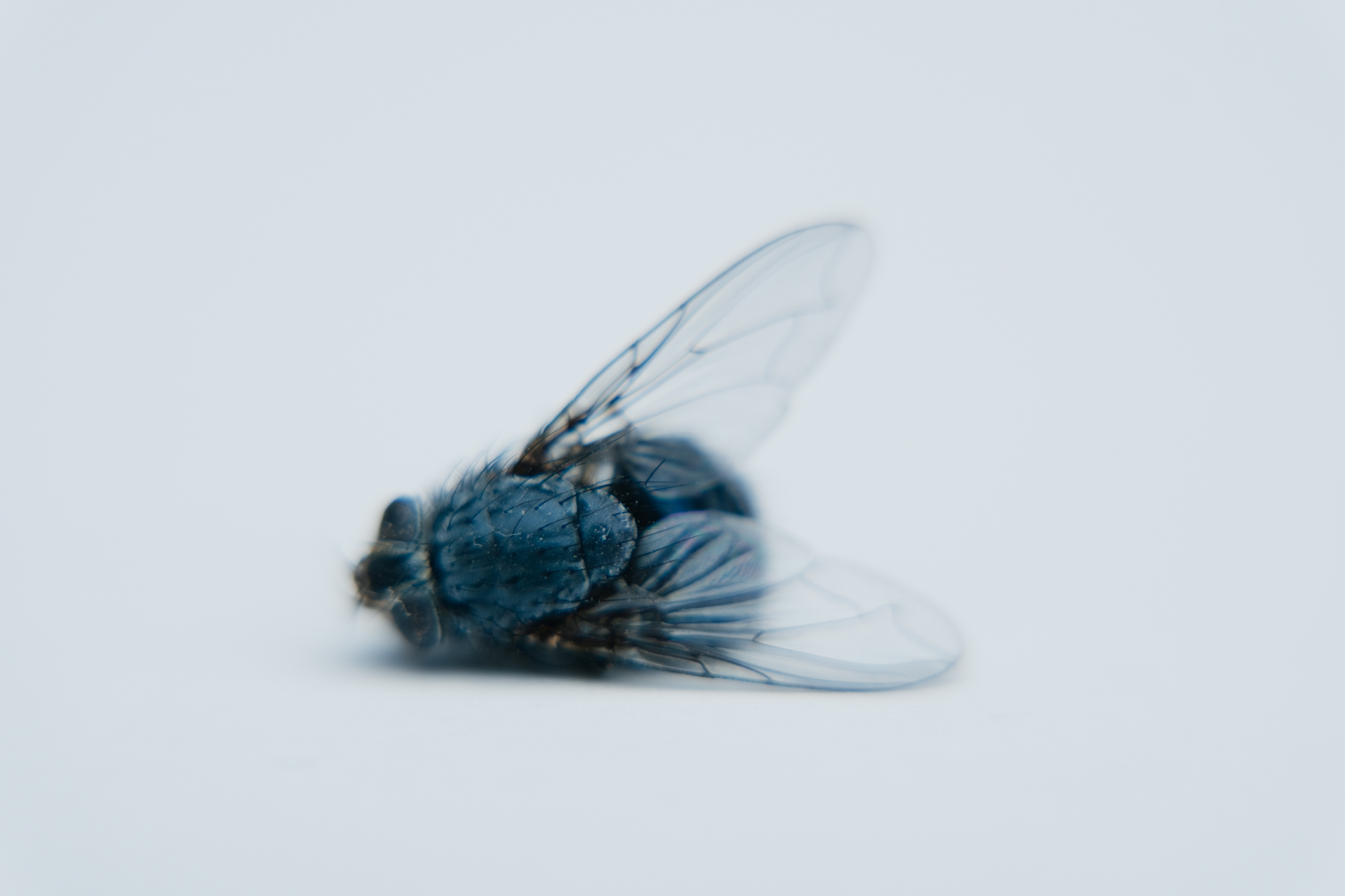 Comby-bugs-6