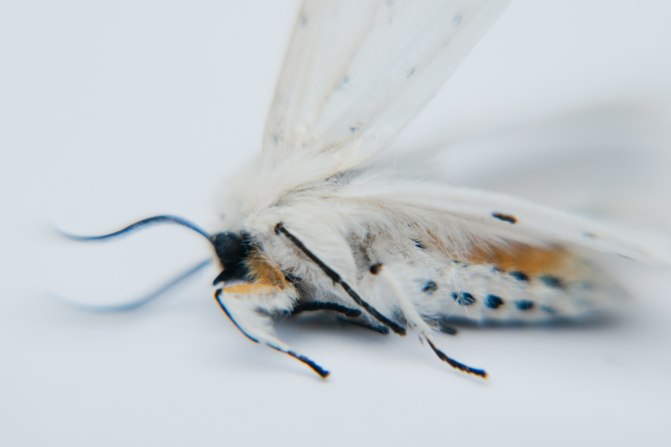 Comby-bugs-7
